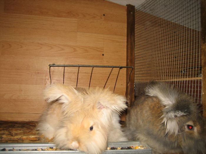 Angora Englez