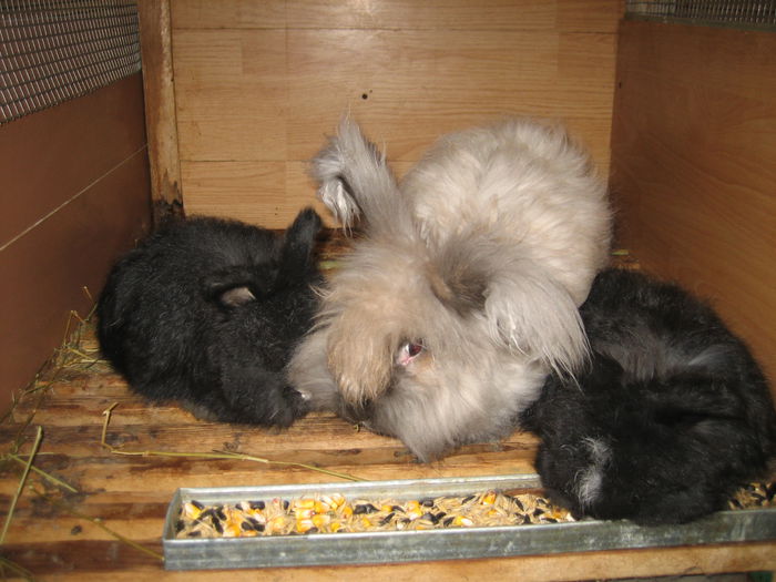 Angora Englez - 15-Cuib O-Litter O