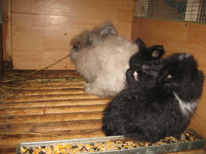 Angora Englez - 15-Cuib O-Litter O