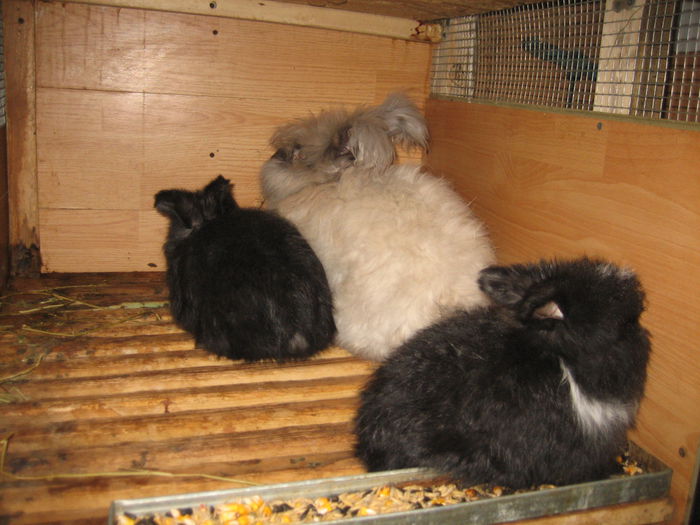 Angora Englez