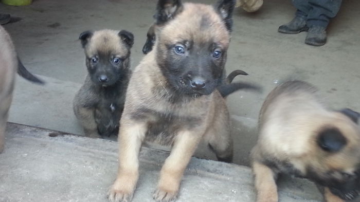 20150116_152017 - De vanzare catei Ciobanesc Belgian Malinois