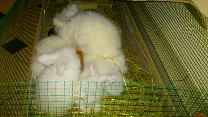 Angora Englez - 16-Cuib P -Litter P