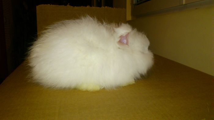 Angora Englez - 16-Cuib P -Litter P