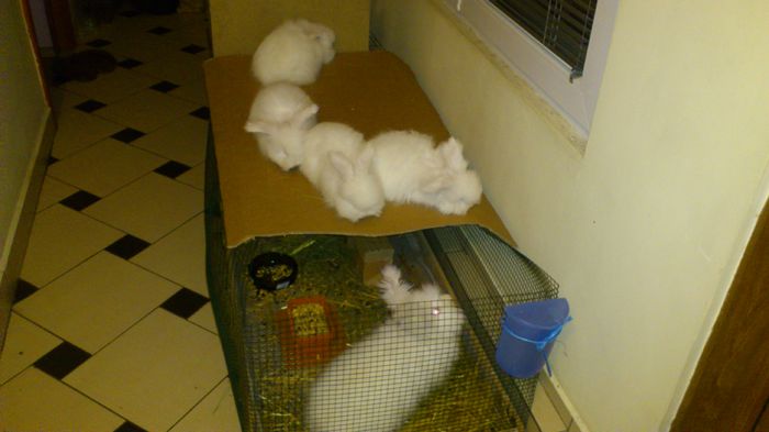 Angora Englez - 16-Cuib P -Litter P