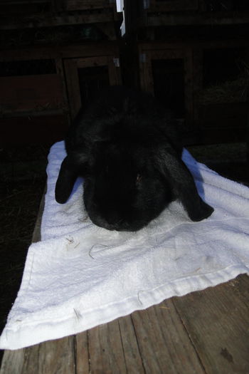 Mascul 2- 5 luni - Berbec german