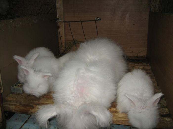 Angora Englez