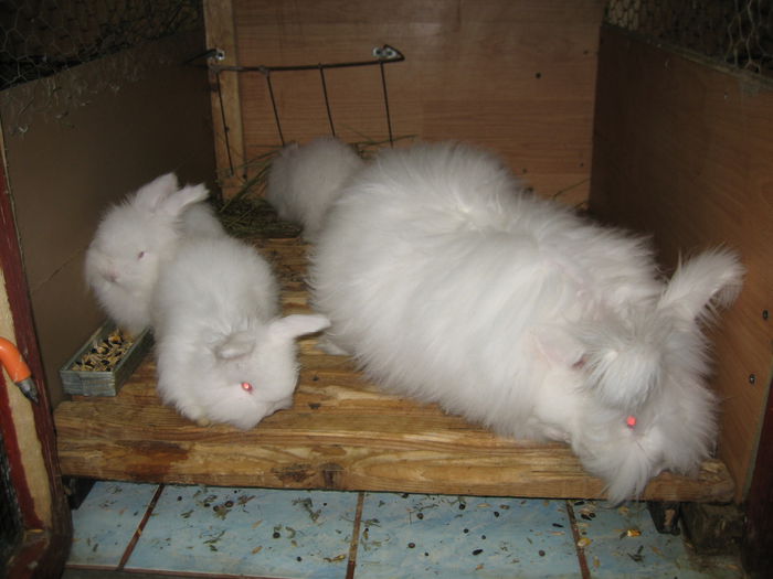 Angora Englez