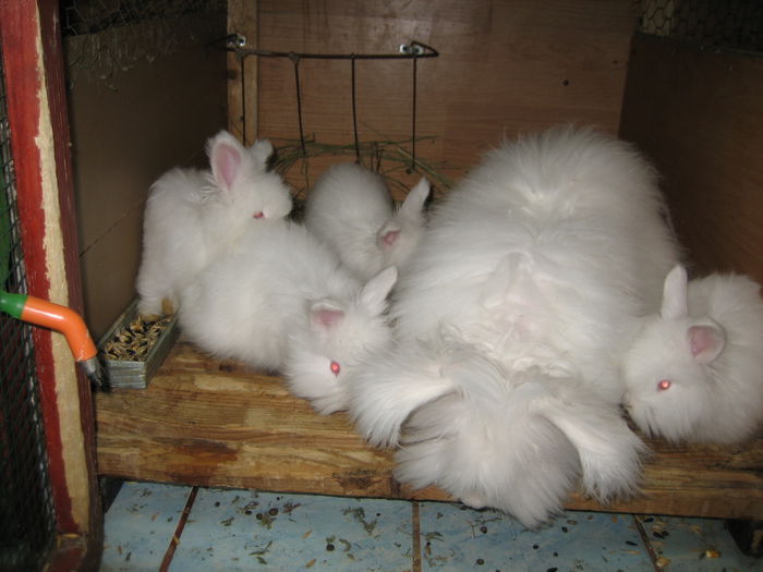 Angora Englez