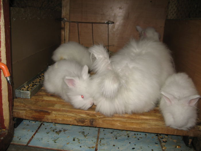 Angora Englez