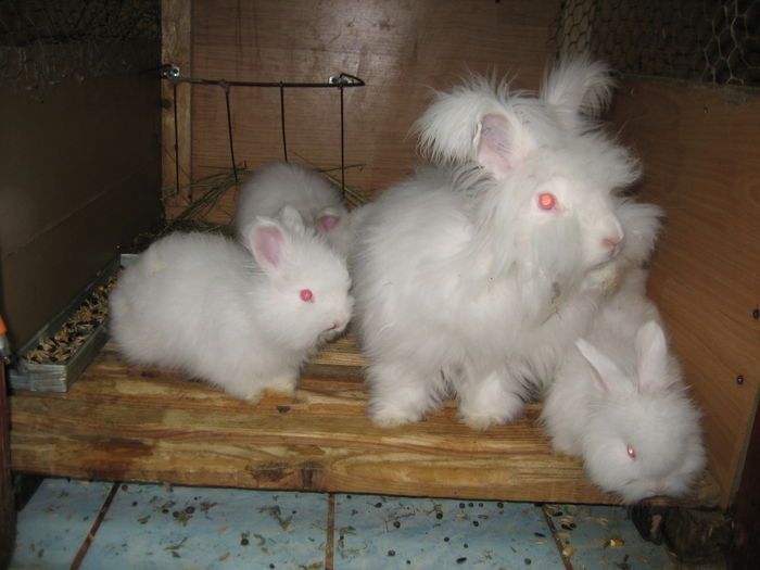 Angora Englez