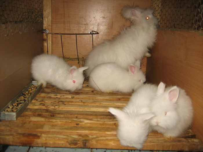 Angora Englez