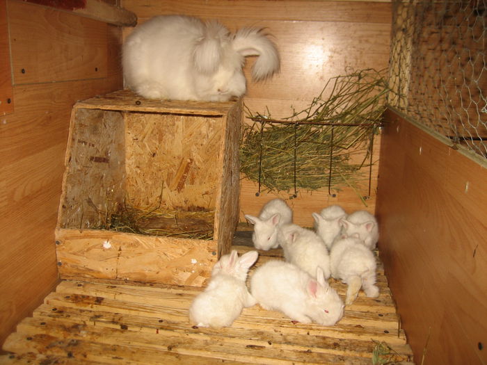 Angora Englez - 18-Cuib R -Litter R