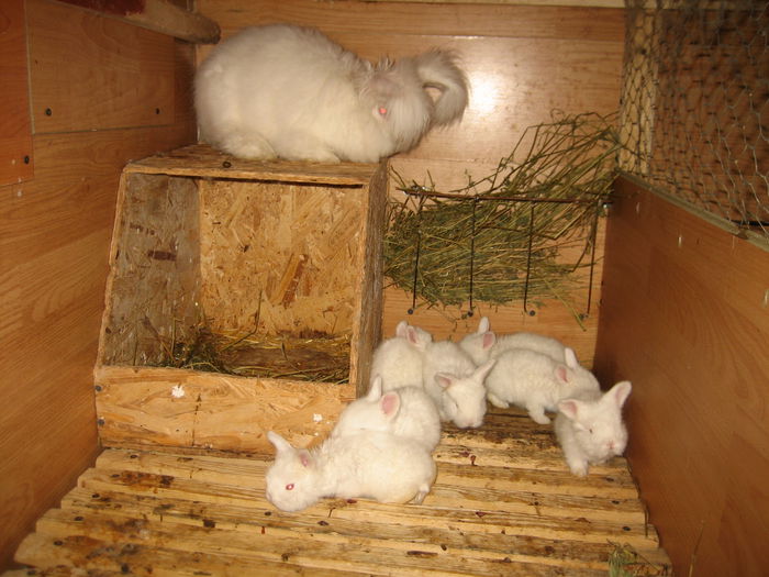 Angora Englez - 18-Cuib R -Litter R