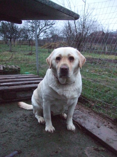 DSCF3873 - Cora-Labrador retriever