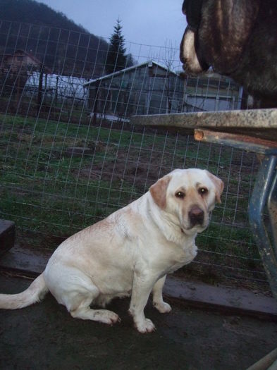 DSCF3876 - Cora-Labrador retriever