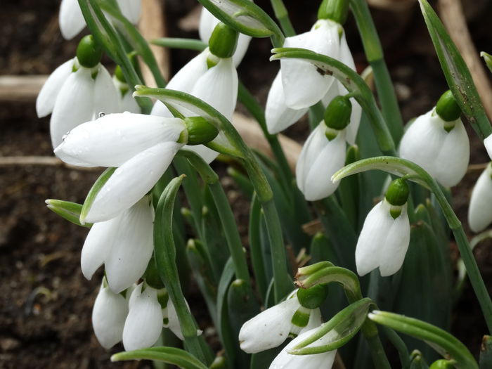 DSC09061 - Plante in gradina 2015