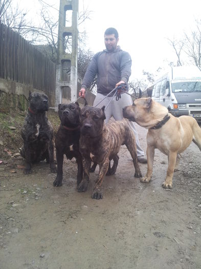 20150125_133618 - dogo canario  presa canero my dogs
