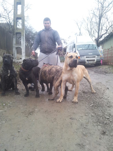 20150125_133622 - dogo canario  presa canero my dogs