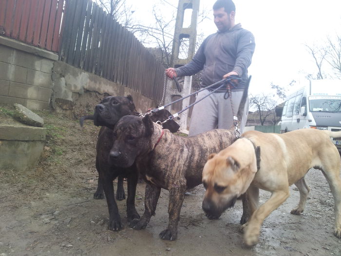 20150125_133636 - dogo canario  presa canero my dogs