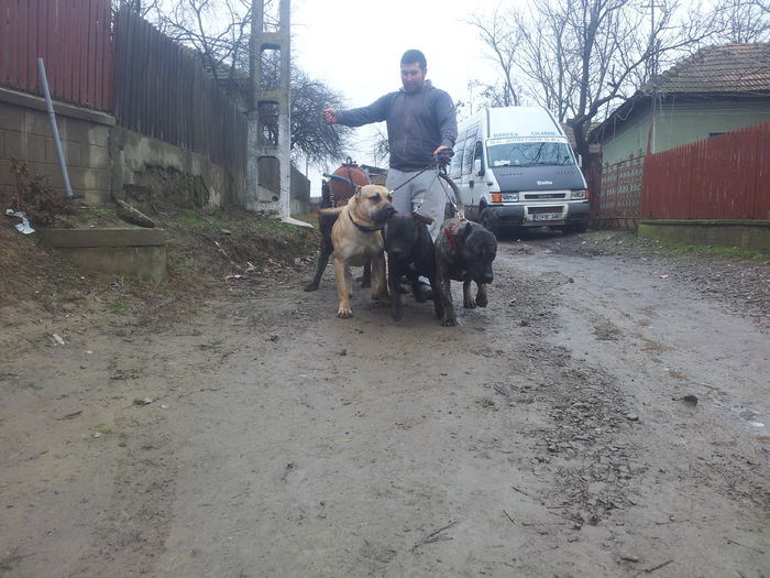 20150125_133703 - dogo canario  presa canero my dogs