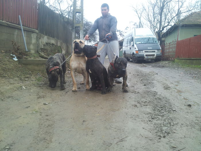 20150125_133706 - dogo canario  presa canero my dogs