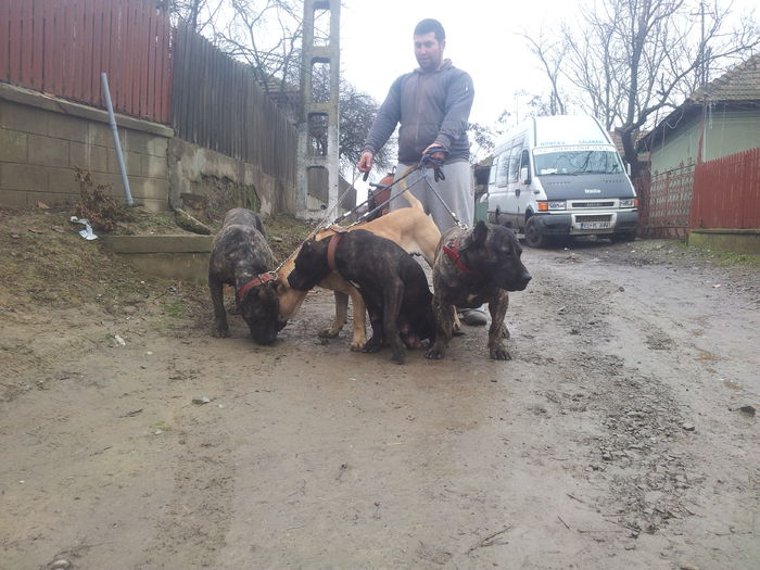 20150125_133709 - dogo canario  presa canero my dogs
