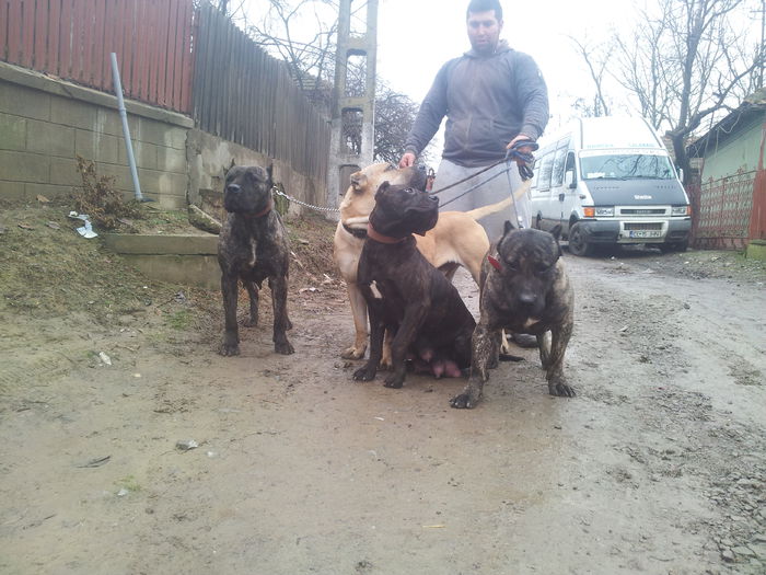 20150125_133713 - dogo canario  presa canero my dogs