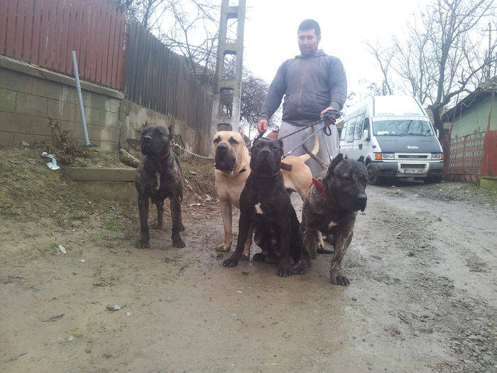 20150125_133716 - dogo canario  presa canero my dogs