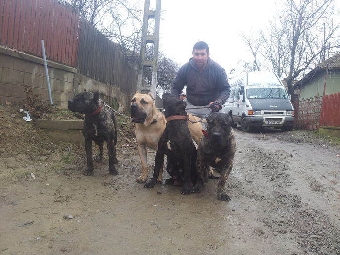 20150125_133721 - dogo canario  presa canero my dogs