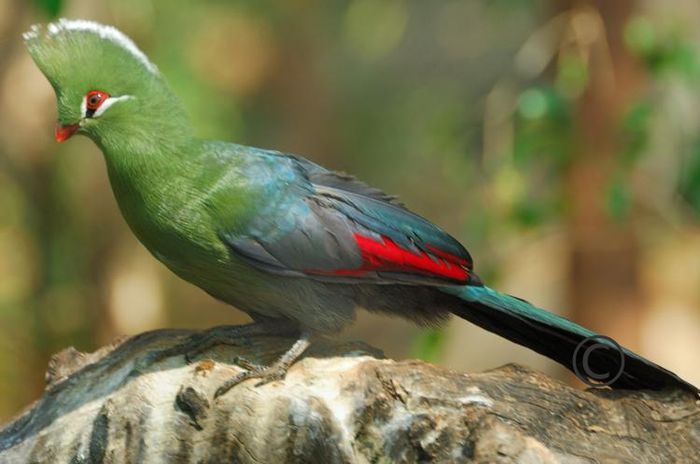 Tauraco corythaix