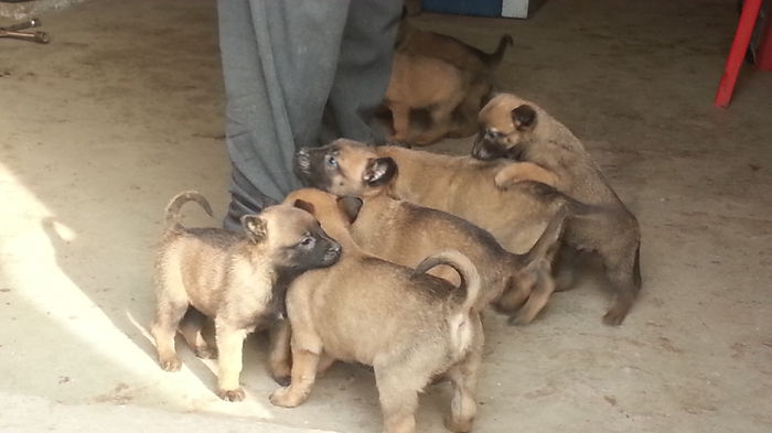 20150119_102904 - De vanzare catei Ciobanesc Belgian Malinois