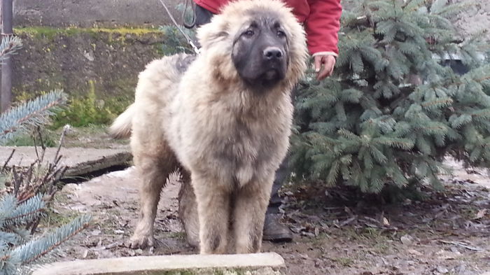 20150123_140353 - De vanzare pui Caucazian cu pedigree din MIRKA SI URAL Transylvania Giant Campion Romania