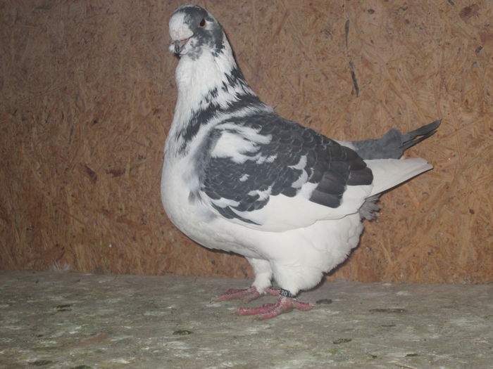 fem 2010 gut