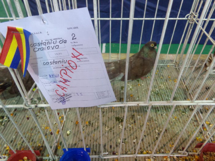 DSC06894 - Rezultate expozitii