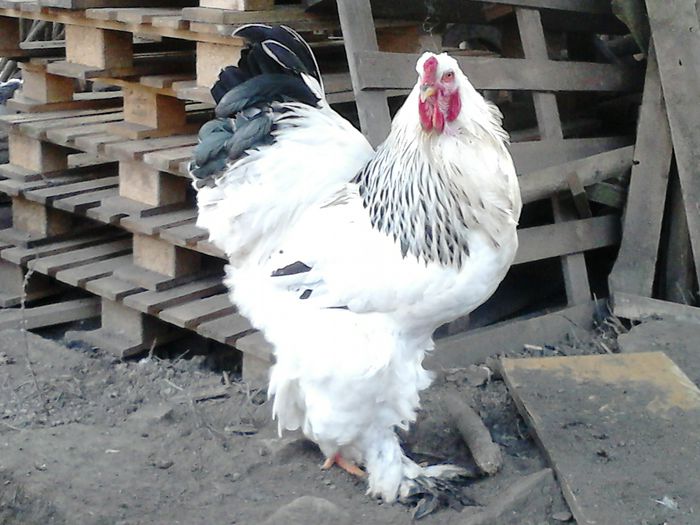 DSC_0420 - BRAHMA 2015