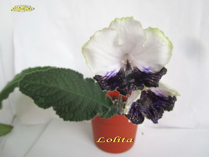 Lolita(26-01-2015)1 - Streptocarpusi 2015