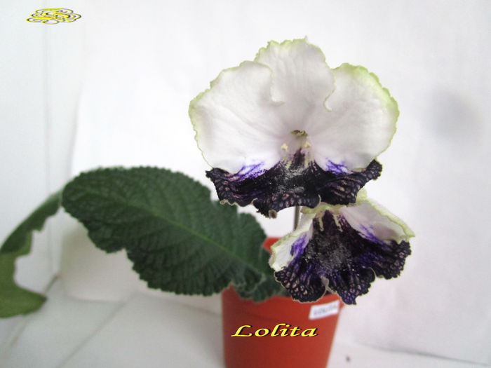Lolita(26-01-2015)2 - Streptocarpusi 2015