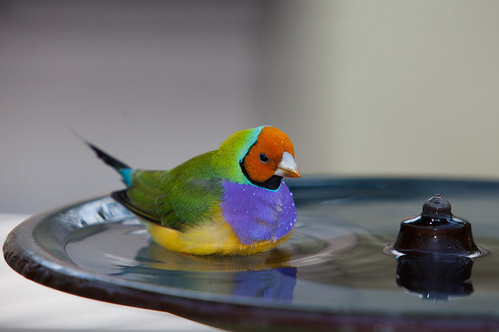 Chloebia gouldiae
