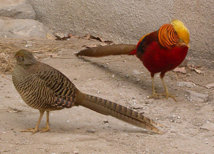 Chrysolophus pictus
