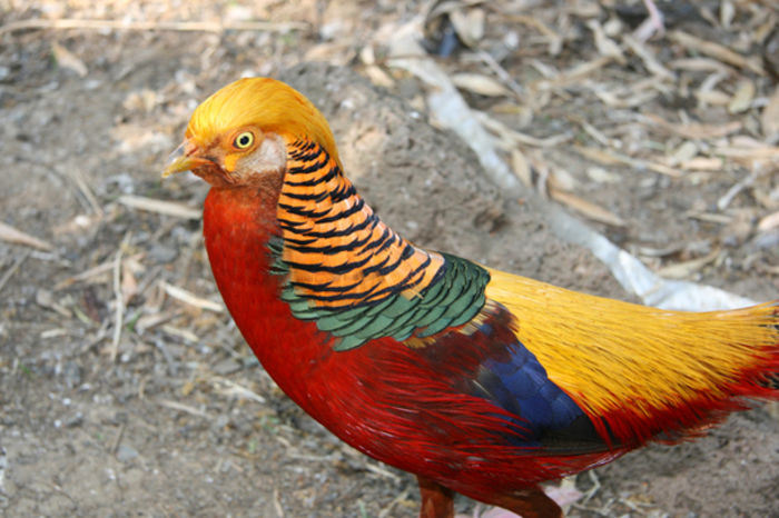 Chrysolophus pictus
