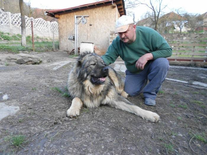 10568933_274978769356579_4359321630221159248_n - ciobanesti caucazieni