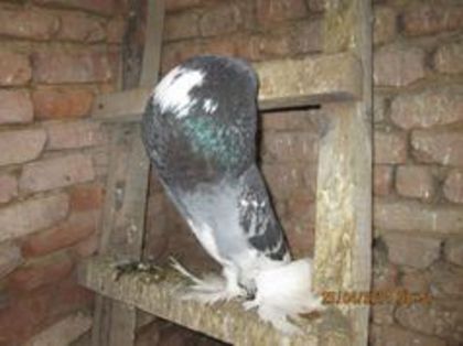 96796841_BLQQKAZ3 - Matca Gusat de Pomerania pe 2015