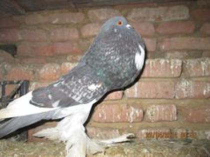 96796860_HHCYUMM3 - Matca Gusat de Pomerania pe 2015