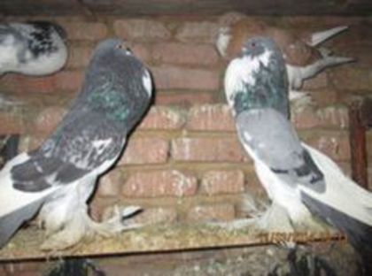 Copy of 96386121_XUDWVCG - Matca Gusat de Pomerania pe 2015