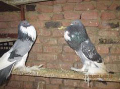 Copy of 96386123_KSALOCV