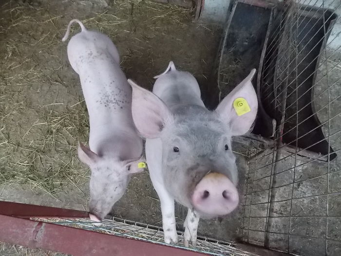 3luni-pietrain