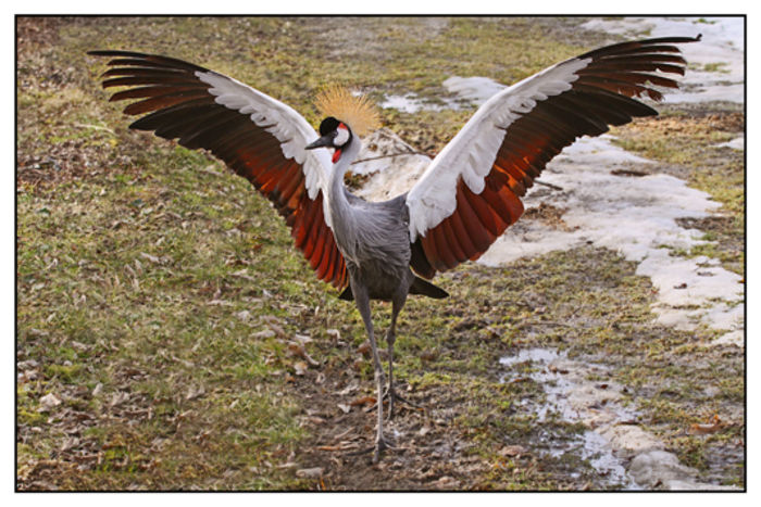 Balearica regulorum