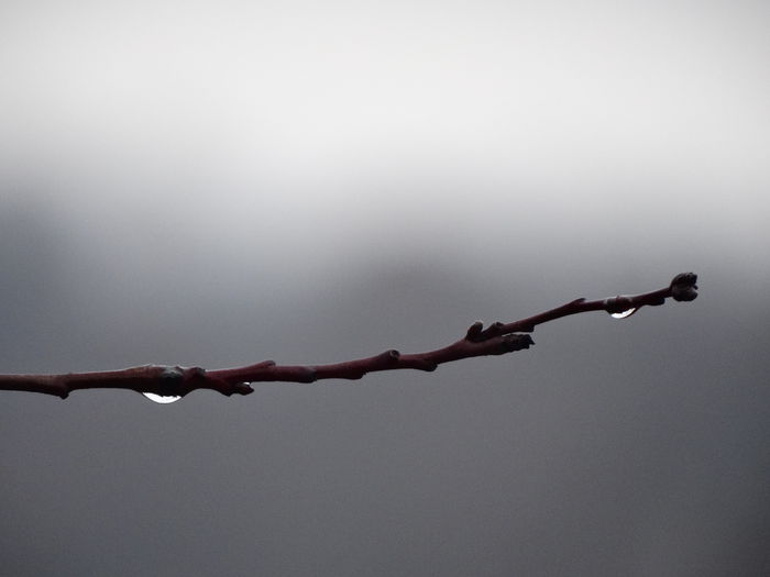 ploaia de la sf. ianuarie - m-iarna2014-2015