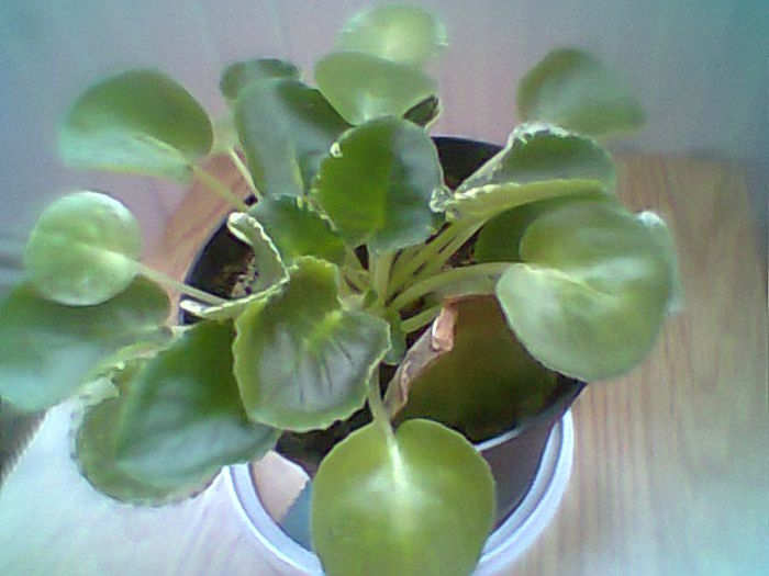 Letnie Sumerki