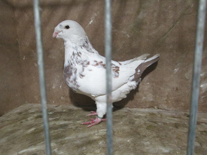 F-2013 vanduta - PORUMBEI VANDUTI